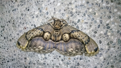 Brahmaea wallichii insulata