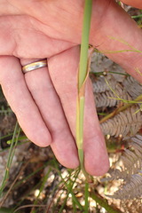 Elegia fistulosa