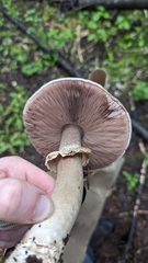 Agaricus subrufescens