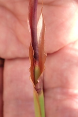 Elegia fistulosa