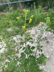 Cleome viscosa
