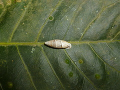 Cyclodontina fusiformis