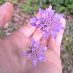 Dipsacoideae