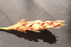Elegia fistulosa