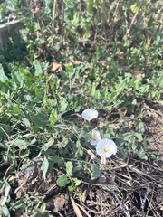 Convolvulus arvensis