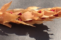 Elegia fistulosa