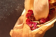 Elegia fistulosa
