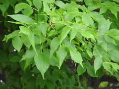 Fraxinus pennsylvanica
