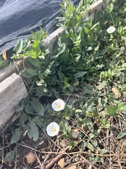 Convolvulus arvensis