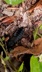 Ocypus olens