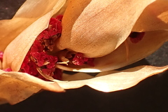 Elegia fistulosa