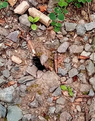 Ocypus olens