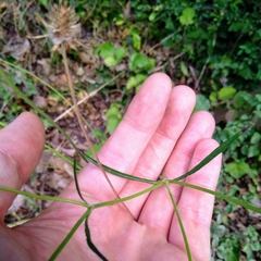 Dipsacoideae