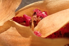 Elegia fistulosa