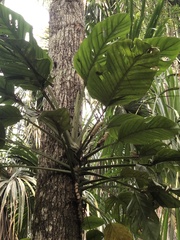 Monstera lechleriana