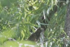 Pycnonotus cafer
