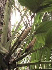 Monstera lechleriana