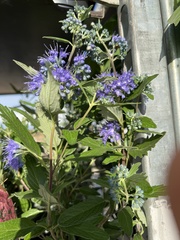 Caryopteris