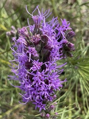 Liatris