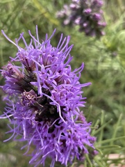Liatris