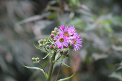 Senecio icoglossus