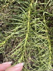 Liatris