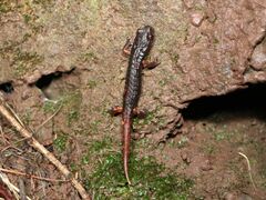 Speleomantes italicus