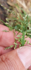 Poa annua