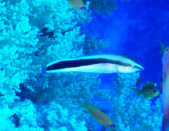 Labroides dimidiatus