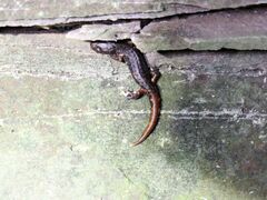 Speleomantes italicus