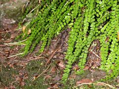 Speleomantes italicus