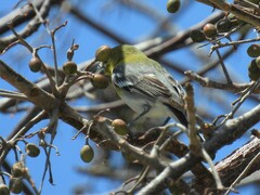 Vireo flavifrons