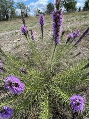 Liatris