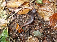 Speleomantes italicus