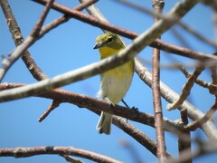 Vireo flavifrons