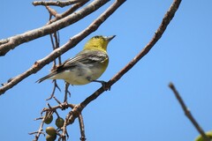 Vireo flavifrons