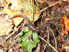 Speleomantes italicus