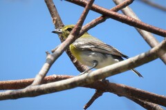 Vireo flavifrons