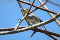 Vireo flavifrons