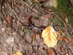 Speleomantes italicus