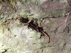 Speleomantes italicus