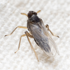 Pissonotus piceus