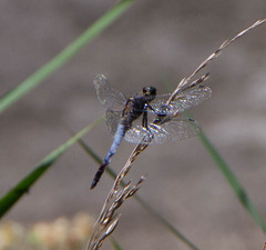 Orthetrum cancellatum