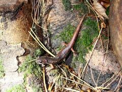 Speleomantes italicus