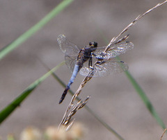 Orthetrum cancellatum