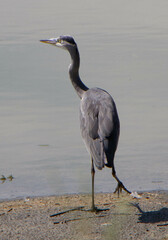 Ardea cinerea