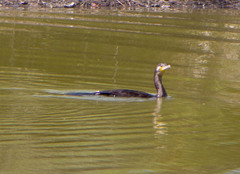 Phalacrocorax carbo