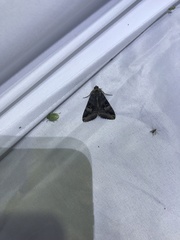 Melipotis perpendicularis