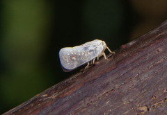 Metcalfa