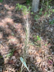 Elymus